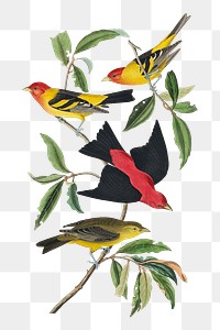 Louisiana and Scarlet Tanager png bird sticker, transparent background