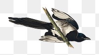 American magpie png bird sticker, transparent background