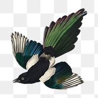 American magpie png bird sticker, transparent background