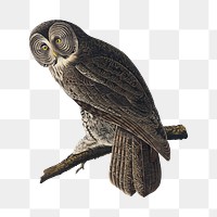 Great cinereous owl png bird sticker, transparent background