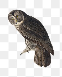 Great cinereous owl png bird sticker, transparent background