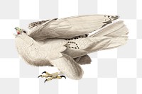 Iceland falcon png bird sticker, transparent background