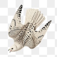 Gyrfalcon png bird sticker, transparent background