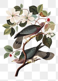 Band-tailed pigeon png bird sticker, transparent background