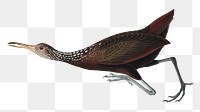 Scolopaceus courlan png bird sticker, transparent background