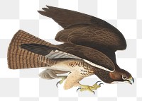 Common buzzard png bird sticker, transparent background