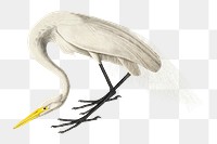 White heron png bird sticker, transparent background