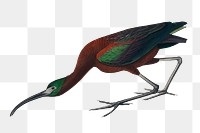 Glossy ibis png bird sticker, transparent background