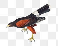 Louisiana hawk png bird sticker, transparent background