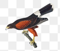 Louisiana hawk png bird sticker, transparent background