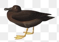 Dusky albatross png bird sticker, transparent background