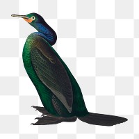 Violet-green cormorant png bird sticker, transparent background