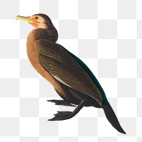 Townsend's cormorant png bird sticker, transparent background