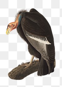 Californian vulture png bird sticker, vintage animal illustration, transparent background