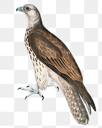 Cherrug falcon png sticker, vintage bird on transparent background