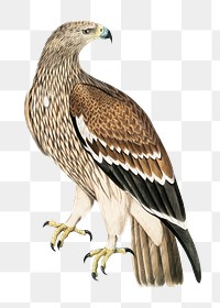 Golden eagle png sticker, vintage bird on transparent background