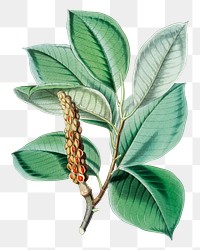 Campbell's magnolia png sticker, transparent background, vintage Himalayan plants illustration.  Remixed by rawpixel.