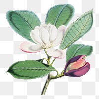 Talauma Hodgsoni png sticker, transparent background, vintage Himalayan plants illustration.  Remixed by rawpixel.