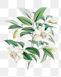 Michelia Cathcartii flower png sticker, transparent background, vintage Himalayan plants illustration.  Remixed by rawpixel.