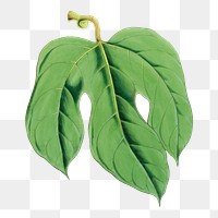 Chinese lard leaf png sticker, transparent background, vintage Himalayan plants illustration. Remixed by rawpixel.