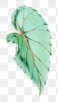 Begonia Cathcartii leaf png sticker, transparent background, vintage Himalayan plants illustration.  Remixed by rawpixel.