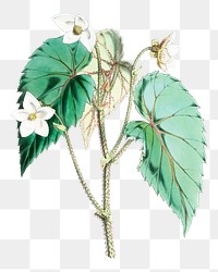 Begonia Cathcartii flower png sticker, transparent background, vintage Himalayan plants illustration.  Remixed by rawpixel.