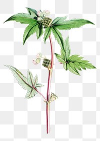 Begonia Gemmipara flower png sticker, transparent background, vintage Himalayan plants illustration.  Remixed by rawpixel.