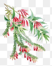 Vaccinium Salignum and Vaccinium Serpens flower png sticker, transparent background, vintage Himalayan plants illustration.  Remixed by rawpixel.