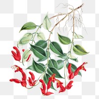 Aeschynanthus Peelii flower png sticker, transparent background, vintage Himalayan plants illustration.  Remixed by rawpixel.