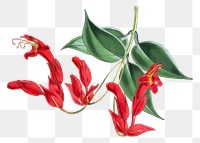 Aeschynanthus Peelii flower png sticker, transparent background, vintage Himalayan plants illustration.  Remixed by rawpixel.