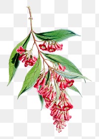 Buddleja Colvilei flower png sticker, transparent background, vintage Himalayan plants illustration.  Remixed by rawpixel.