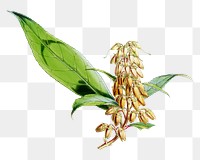 Buddleja Colvilei png sticker, transparent background, vintage Himalayan plants illustration.  Remixed by rawpixel.