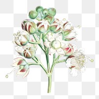 Duabanga Sonneratioides flower png sticker, transparent background, vintage Himalayan plants illustration.  Remixed by rawpixel.
