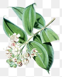 Duabanga Sonneratioides flower png sticker, transparent background, vintage Himalayan plants illustration.  Remixed by rawpixel.