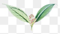 Aucuba Himalaica flower png sticker, transparent background, vintage Himalayan plants illustration.  Remixed by rawpixel.