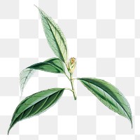 Aucuba Himalaica flower png sticker, transparent background, vintage Himalayan plants illustration.  Remixed by rawpixel.