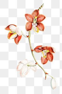 Vanda Cathcarti, Lindley flower png sticker, transparent background, vintage Himalayan plants illustration.  Remixed by rawpixel.