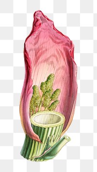 Noble rhubarb  png sticker, transparent background, vintage Himalayan plants illustration.  Remixed by rawpixel.