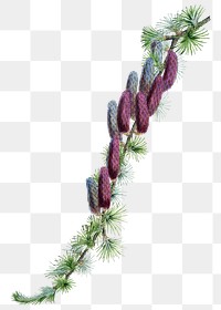 Sikkim larch  png sticker, transparent background, vintage Himalayan plants illustration.  Remixed by rawpixel.