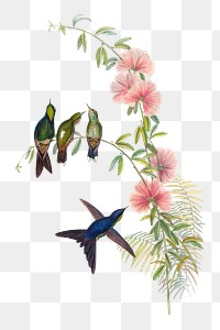 Small-billed Thornbill png bird sticker, vintage animal illustration, transparent background