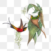 Fairy Topaz png bird sticker, vintage animal illustration, transparent background