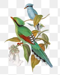 Green Cissa Venatoria png bird sticker, vintage animal illustration, transparent background