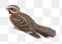 Red-necked nightjar png bird sticker, vintage animal illustration, transparent background
