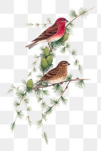 Common Rose Finch png bird sticker, vintage animal illustration, transparent background