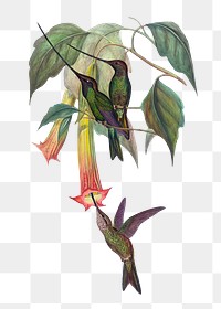 Sword-billed Hummingbird png bird sticker, vintage animal illustration, transparent background