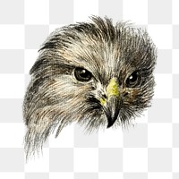 Hawk's head portrait png bird sticker, vintage animal illustration, transparent background