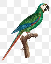 Blue-winged macaw parrot png bird sticker, vintage animal illustration, transparent background