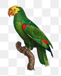 Yellow-crowned Amazon parrot png bird sticker, vintage animal illustration, transparent background