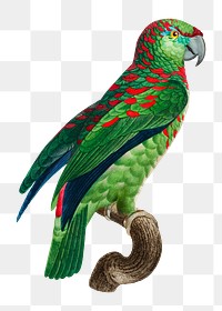 Turquoise-fronted Amazon parrot png bird sticker, vintage animal illustration, transparent background
