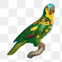 Turquoise-fronted Amazon parrot png bird sticker, vintage animal illustration, transparent background